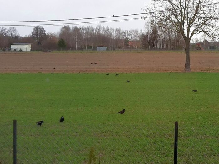 mrirw, resort rolnictwa, samorząd rolniczy, krir, ptactwo, dzikie ptaki, ptaki, uprawy, szkody, straty, odszkodowania