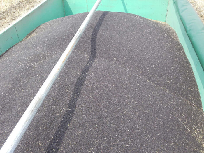 pspo, rzepak, przerób rzepaku, tłocznie oleju