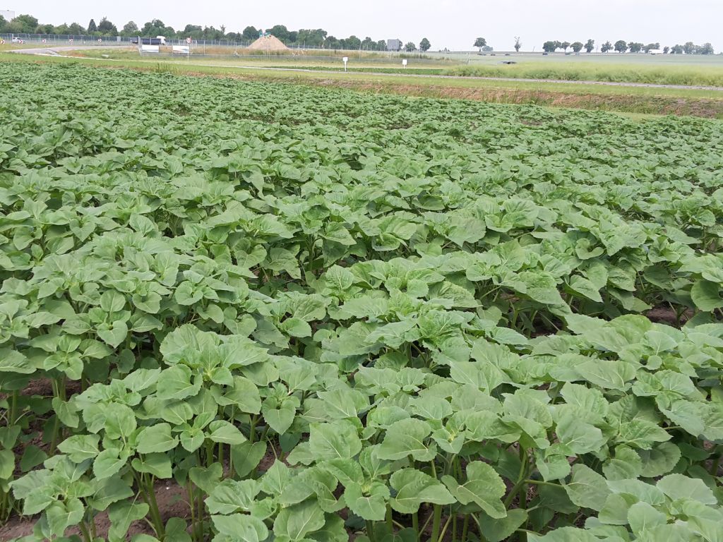 bułgaria, protesty, rolnicy, ukraina, import, zakaz, słonecznik