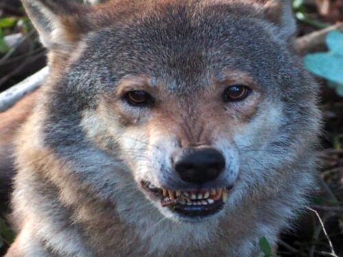 mkiś, resort klimatu i środowiska, golińska, izby rolnicze, samorząd rolniczy, wilk, wilki, status, ochrona, szkody