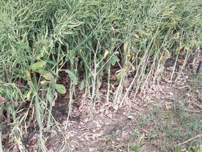 izby rolnicze, samorząd rolniczy, mrirw, resort rolnictwa, wiceminister, bartosik, susza, przymrozki, straty, szacowanie