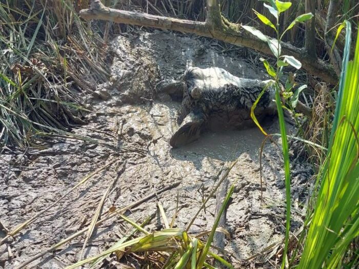 kp psp mrągowo, strażacy, akcja, ratunek, grzęzawisko, krowa