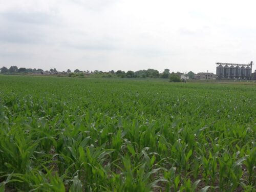 ambasador, ue, sadoś, zboże, kukurydza, ukraina, import, tranzyt, transport