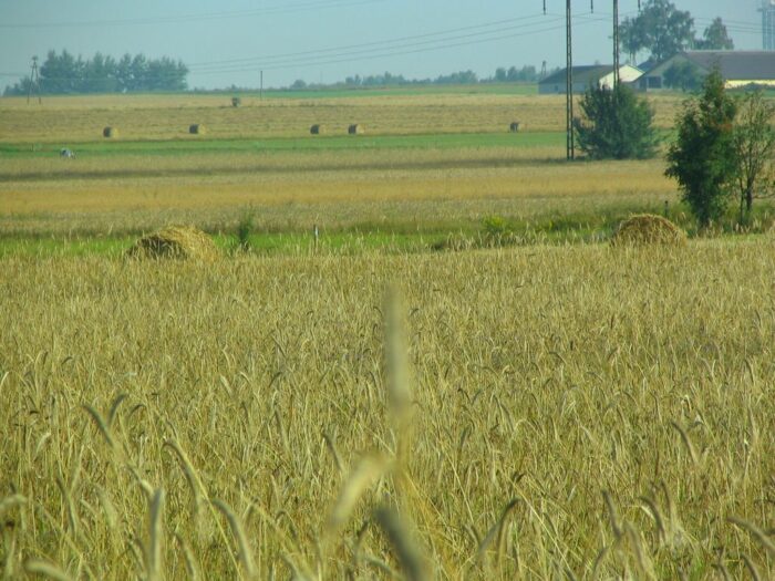 brazylia, prezydent, lula, rolnictwo