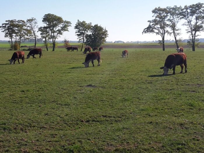 mrirw, resort rolnictwa, eksport, mięso, wołowina, mięso wołowe, handel, wietnam, świadectwo weterynaryjne