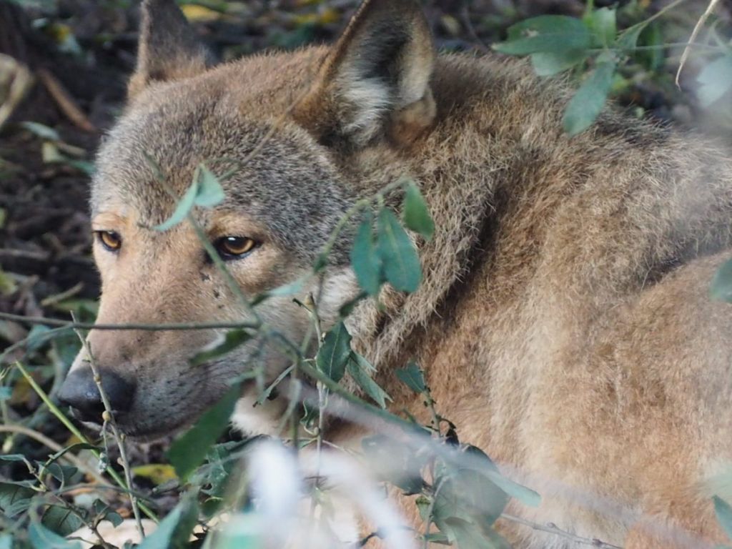 wilki, ue, ke, komisja europejska