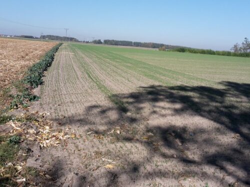 imgw, temperatura, ciepło, klimat, pogoda, anomalie, meteorologia