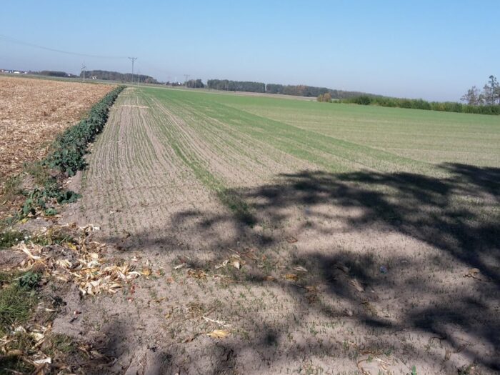 imgw, temperatura, ciepło, klimat, pogoda, anomalie, meteorologia