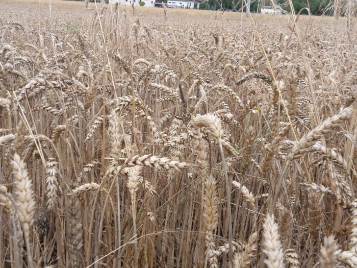 marciniak, ekspert, rynek zbóż, zboże, ceny, import, ukraina, handel