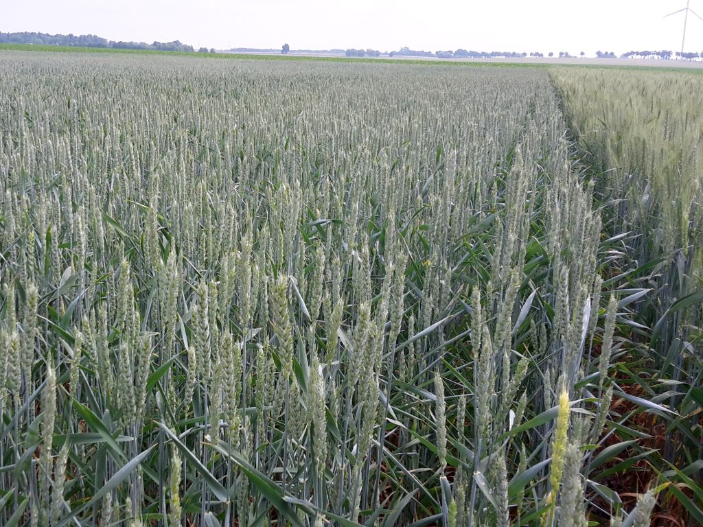 rosja, ukraina, wojna, zboże