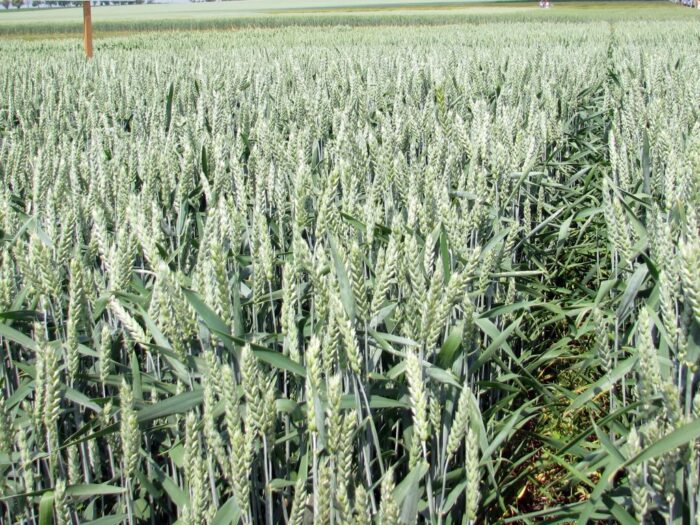 zboże, pszenica, zbiory, matif