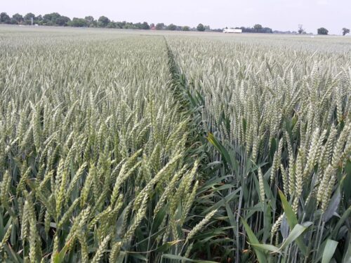 komisarz, ue, wojciechowski, ke, zakaz, zboże, ukraina, import