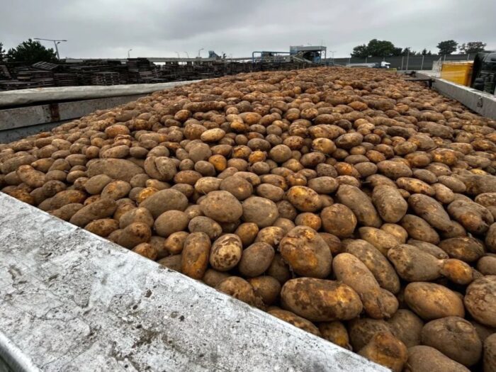 ziemniaki, produkcja ziemniaków, plantatorzy, ppz, trzemeszno, wiceminister, bartosik
