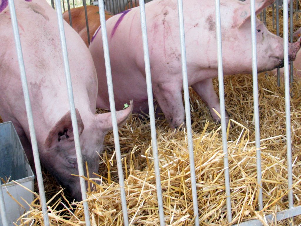 wieprzowina, trzoda chlewna, produkcja, ceny, żywiec, import, eksport