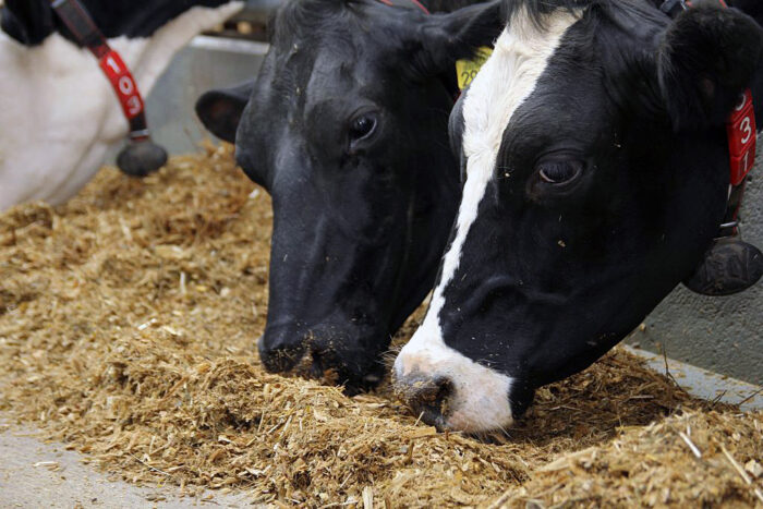 Smartfeed, żywienie krów mlecznych, krowy mleczne, system do zarządzania stadem, aplkacja, oprogramowanie, bydło mleczne