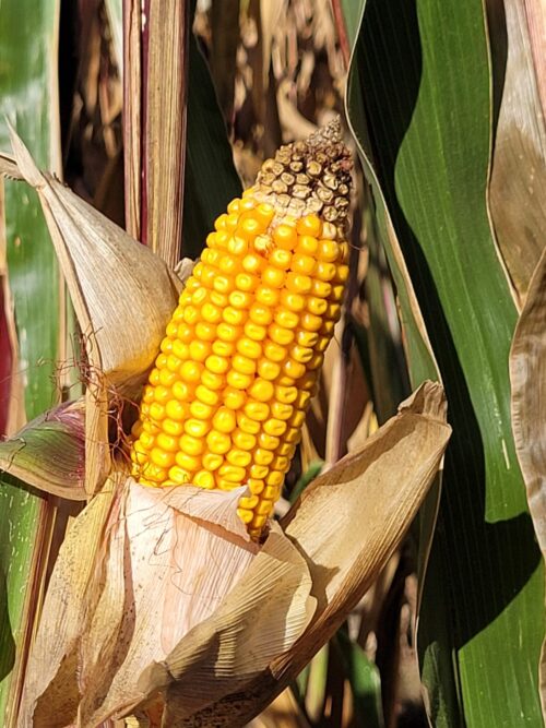 spotkania polowe firmy Bayer, Strzeszkowice Duże, rzepak ozimy Dekalb