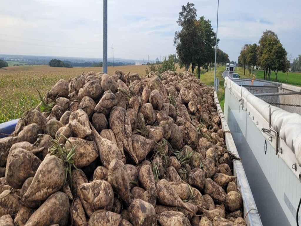 witd bydgoszcz, itd, kontrola, ważenie, buraki cukrowe, buraki, przewóz buraków, ładunek, przeładunek, przewoźnik