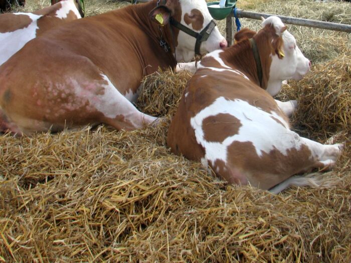 korea południowa, hodowla, bydło, szczepionki, szczepienia, choroba guzowata skóry, epidemia, wołowina, mleko