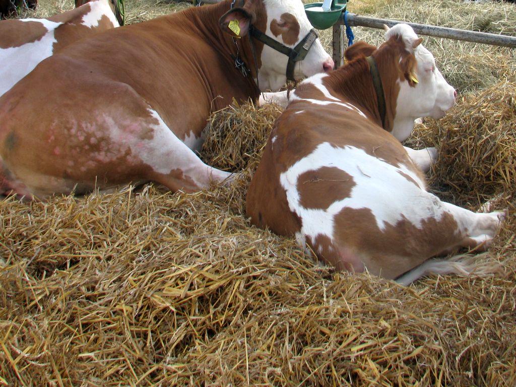 korea południowa, hodowla, bydło, szczepionki, szczepienia, choroba guzowata skóry, epidemia, wołowina, mleko