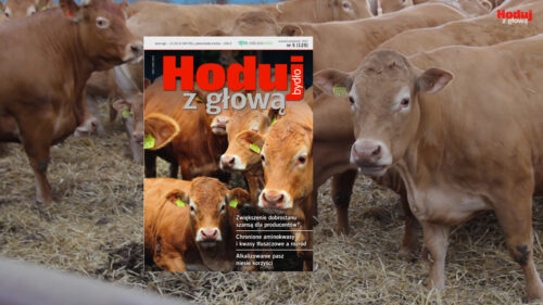 Hoduj z Głową Bydło, bydło mleczne, bydło mięsne, opasy, cielęta, krowy, hodowcy bydła, bydło białogrzbiete
