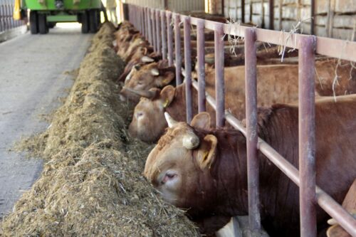 ceny bydła rzeźnego, mięso wołowe, wołowina, spadek cen, zakup bydła rzeźnego