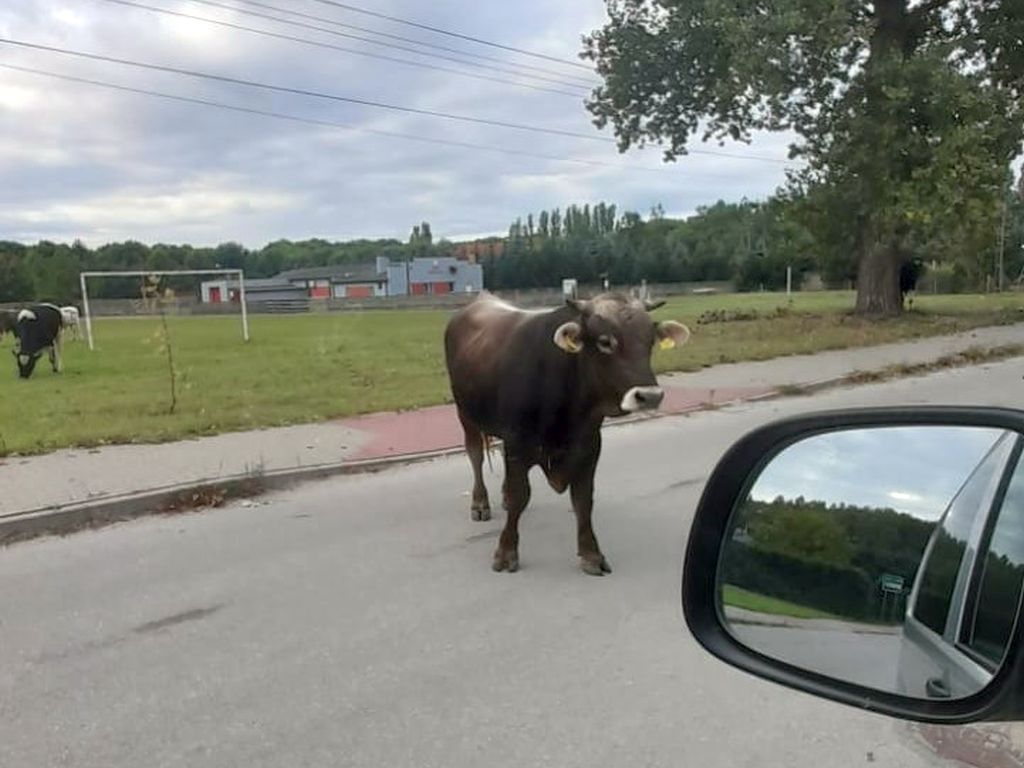 kpp zduńska wola, ucieczka, zagroda, byki, właściciel, trzymanie zwierząt, koń, odpowiedzialność