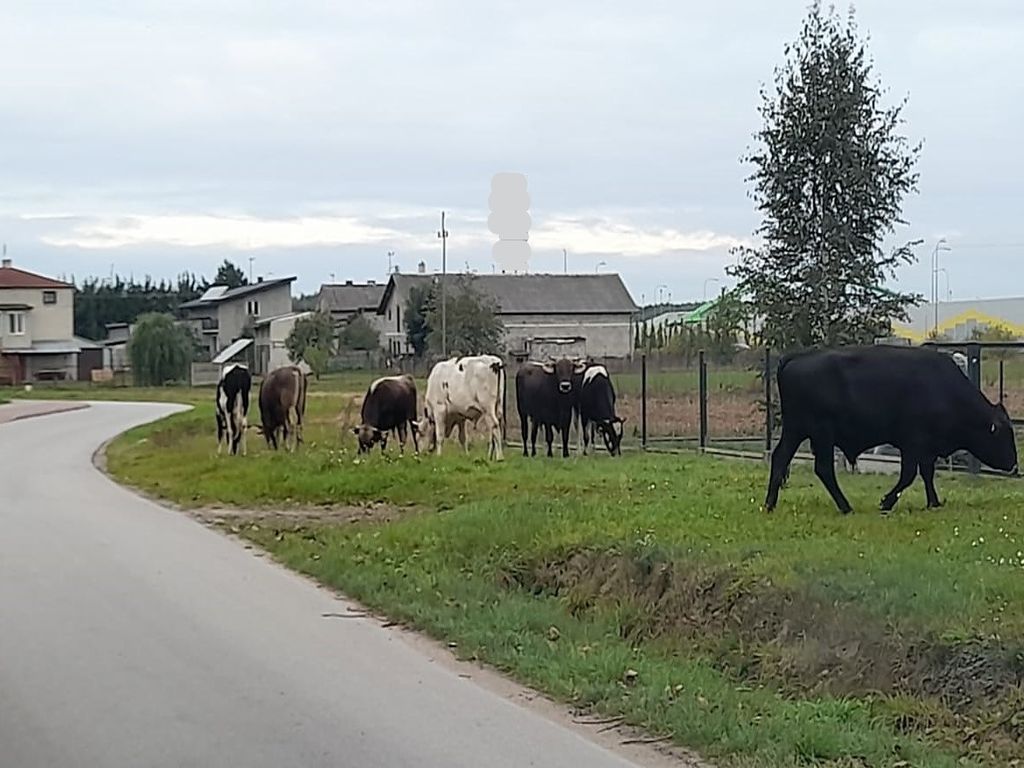kpp zduńska wola, ucieczka, zagroda, byki, właściciel, trzymanie zwierząt, koń, odpowiedzialność