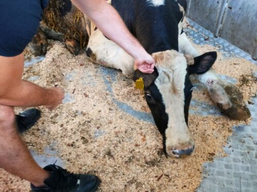 itd, witd poznań, inspekcja weterynaryjna, kontrole, przewóz zwierząt, byk, ranny byk