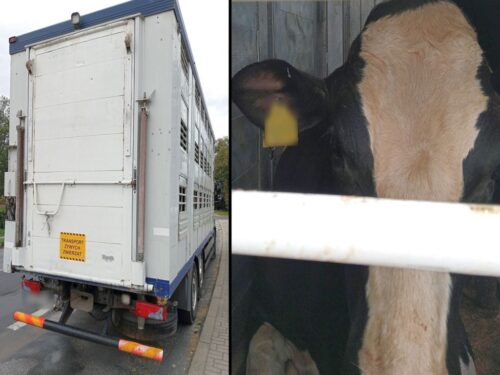 itd, witd poznań, transport zwierząt, byk, krowa, przewoźnik, kara