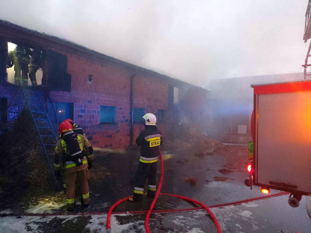 kp psp krotoszyn, pożar, chlewnia, poddasze, słoma, trzoda chlewna, straty