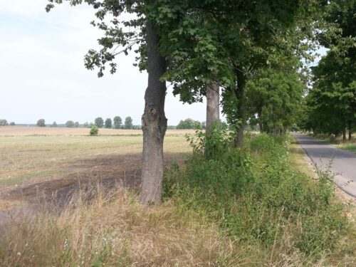 samorząd rolniczy, ministerstwo infrastruktury, drzewa, nasadzenia, pas drogowy, prace polowe, wycinka, zarządcy dróg