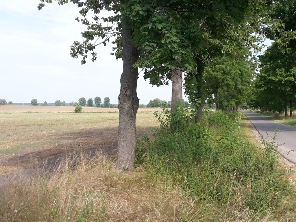 samorząd rolniczy, ministerstwo infrastruktury, drzewa, nasadzenia, pas drogowy, prace polowe, wycinka, zarządcy dróg