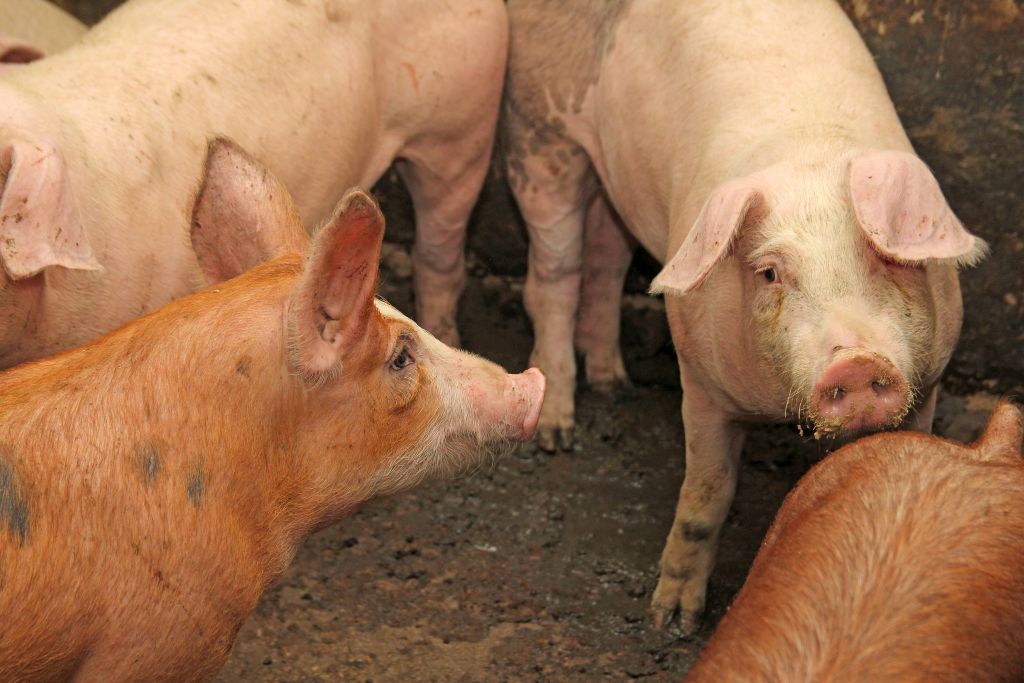 fitobiotyki, trzoda chlewna, świnie, prosięta, warchlaki, zioła, przyprawy, olejki eteryczne, czosnek, ziele lekarskie