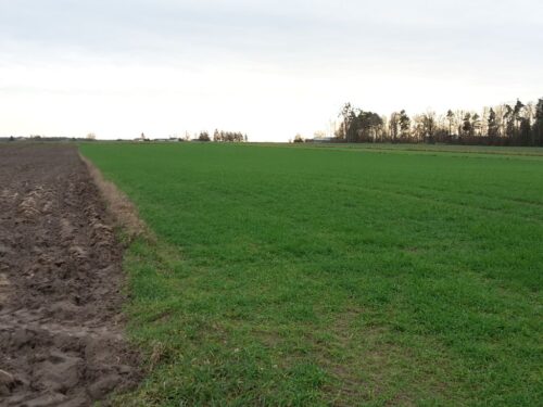 gaec, gaec6, norma, praktyka, okrywa, uprawa, grunty