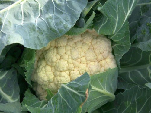 krir, samorząd rolniczy, warzywnictwo, gospodarstwa warzywnicze, warzywa, kalafior, brokuł, chłodnie, skup interwencyjny