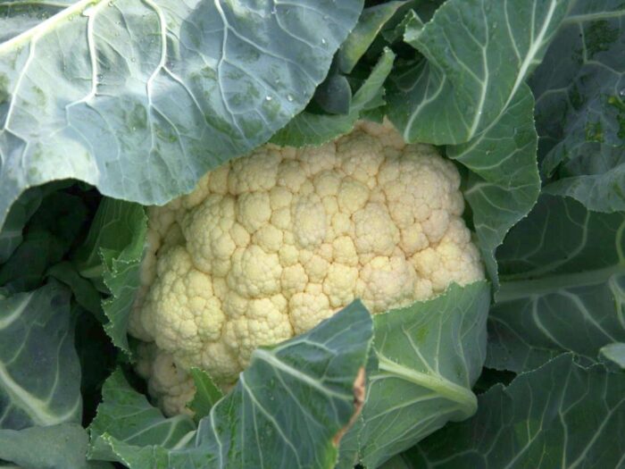 krir, samorząd rolniczy, warzywnictwo, gospodarstwa warzywnicze, warzywa, kalafior, brokuł, chłodnie, skup interwencyjny