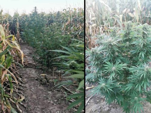 kmp przemyśl, uprawa, konopie indyjskie, kukurydza, marihuana, zatrzymanie, zarzut