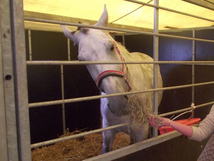 kowr, tor wyścigów, służewiec, warszawa, konie, konie arabskie, gonitwa