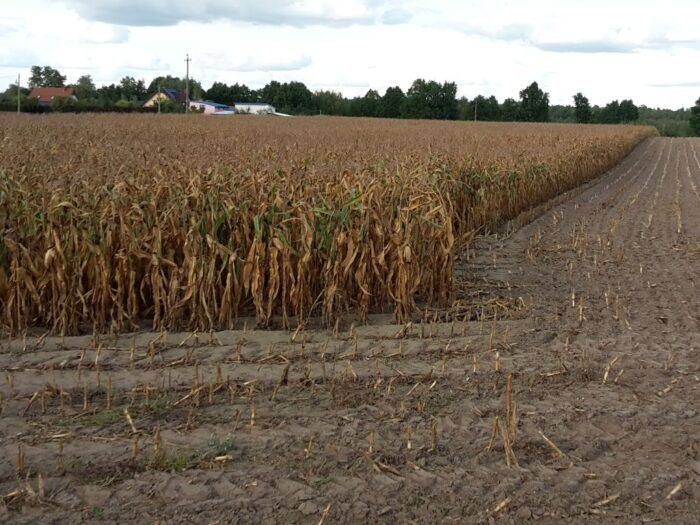 mrirw, ministerstwo, resort rolnictwa, pomoc, wsparcie, zboże, kukurydza, nawozy, lochaplus