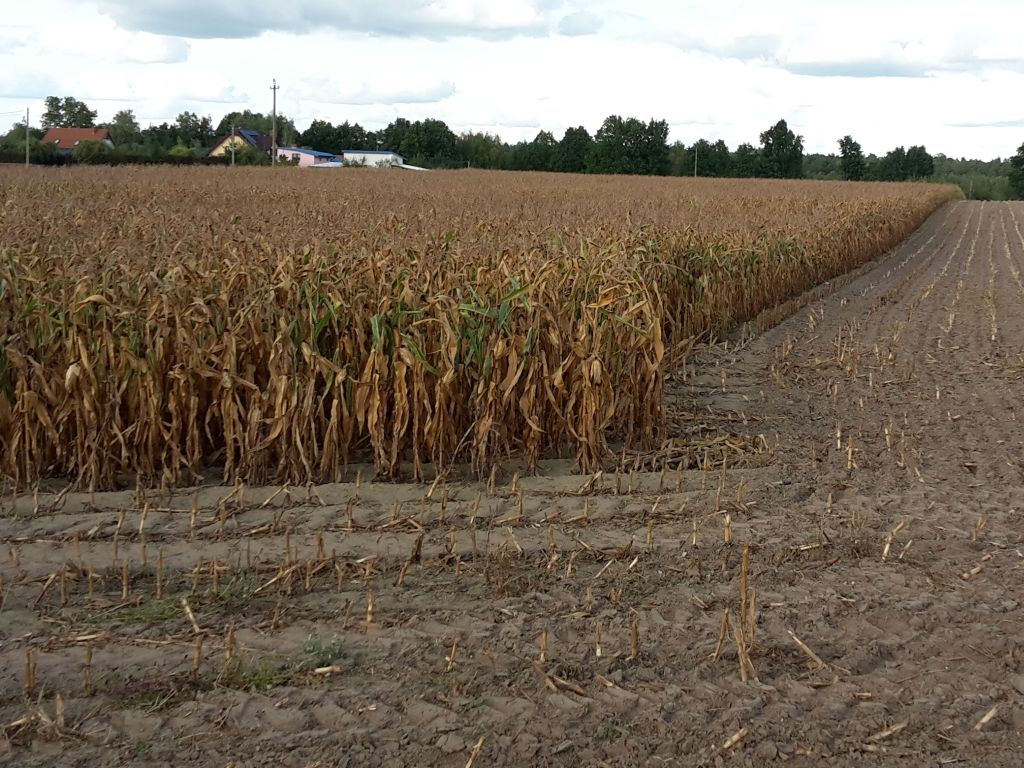 mrirw, ministerstwo, resort rolnictwa, pomoc, wsparcie, zboże, kukurydza, nawozy, lochaplus