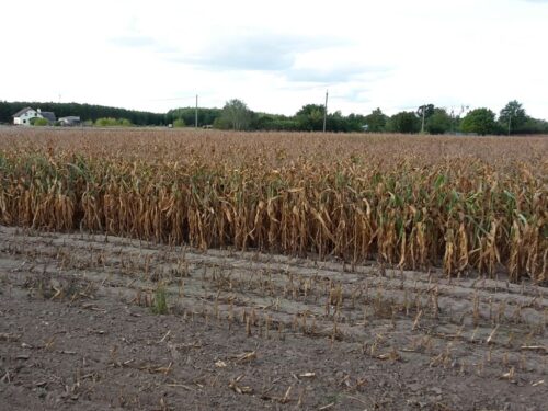 samorząd rolniczy, krir, mrirw, wiceminister, kowalski, ceny, skup, zboże, kukurydza, eksport, handel, konkurencja