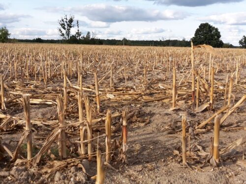 kukurydza, zbiory, plony, kukurydza na ziarno, kukurydza na kiszonkę, ceny, iung