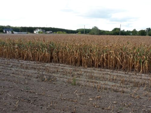 izba zbożowo-paszowa, izp, rynek zbóż, zboże, kukurydza, mokra kukurydza, sucha kukurydza, skup, ceny