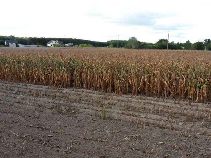 izba zbożowo-paszowa, izp, rynek zbóż, zboże, kukurydza, mokra kukurydza, sucha kukurydza, skup, ceny