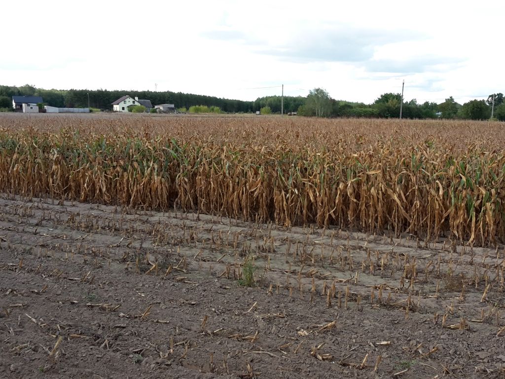 izba zbożowo-paszowa, izp, rynek zbóż, zboże, kukurydza, mokra kukurydza, sucha kukurydza, skup, ceny