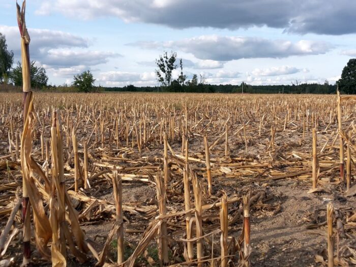 izba zbożowo-paszowa, izp, kukurydza, kukurydza mokra, kukurydza sucha, zboże, skup, ceny, zbiory, plony