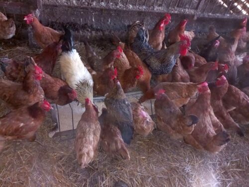 kpp lębork, kurnik, kury, interwencja, bezpodstawne wezwanie