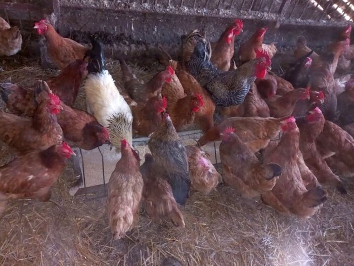 kpp lębork, kurnik, kury, interwencja, bezpodstawne wezwanie