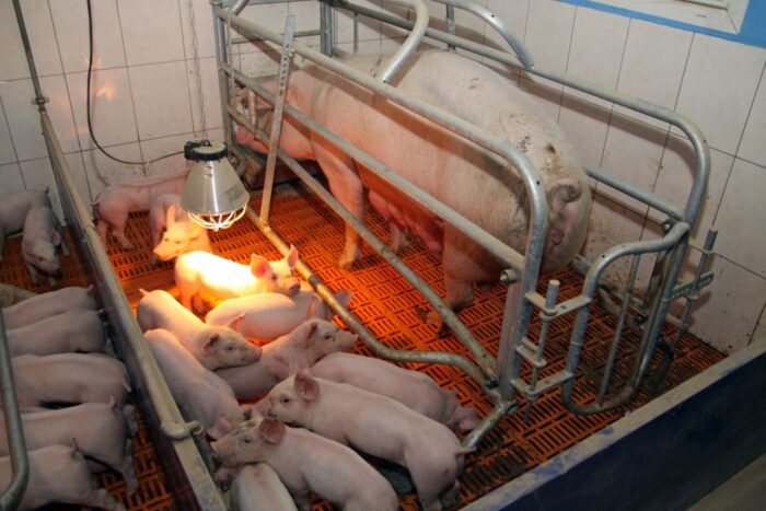 dopłaty dla hodowców krów i świń, dobrostan zwierząt, Europejski Fundusz Rolny, prow 2014-2020