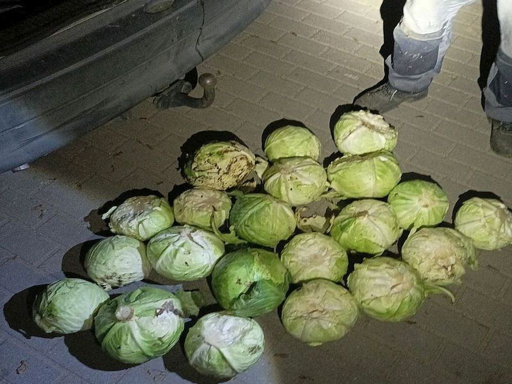 policja, zatrzymanie, złodzieje, kradzież, pole, kapusta, marchew